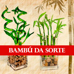 Bambú da Sorte